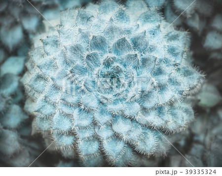 Echeveria setosa. Fluffy succulent from Mexico Echeveria setosa. Fluffy succulent from Mexico 39335324