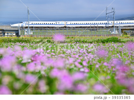 レンゲ畑と新幹線-15177 レンゲ畑と新幹線-15177 39335365
