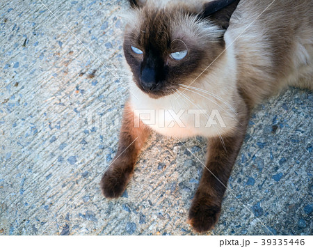 Action Animal Themes Cat, Thai cat looking action Action Animal Themes Cat, Thai cat looking action 39335446