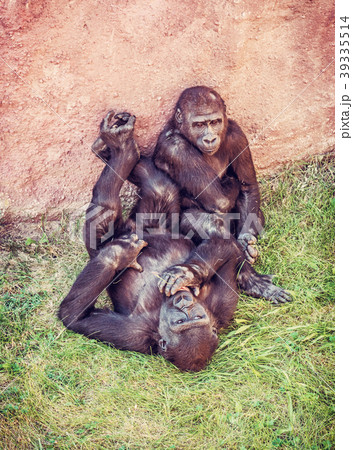 Young Western lowland gorilla - mother with cub 39335514