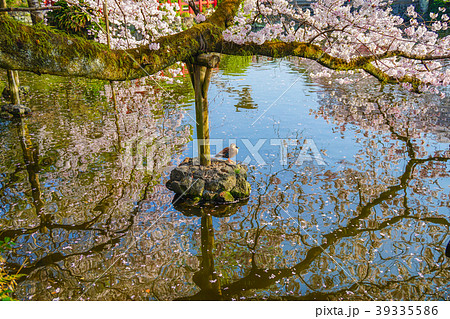 三嶋大社 桜 三嶋大社 桜 39335586