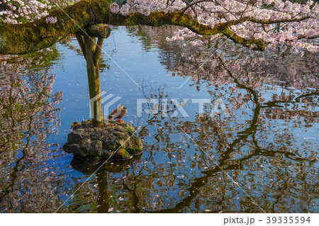三嶋大社　桜 39335594