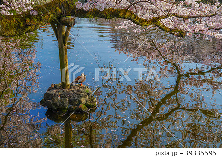 三嶋大社 桜 三嶋大社 桜 39335595