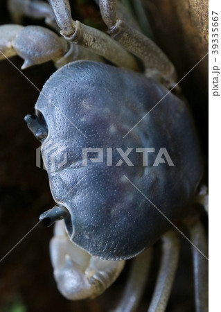 サワガニ　クローズアップ 39335667