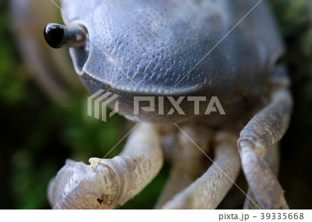 サワガニ　クローズアップ 39335668