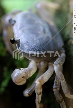 サワガニ　クローズアップ 39335669