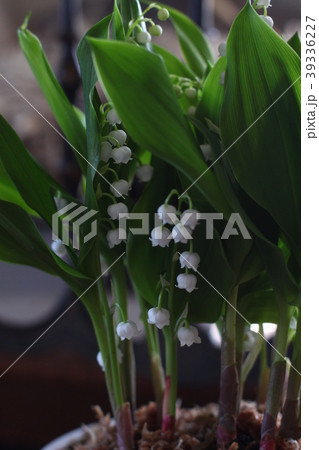 すずらん ミュゲ スズラン Muget 春 五月 白い花 鉢植えの写真素材