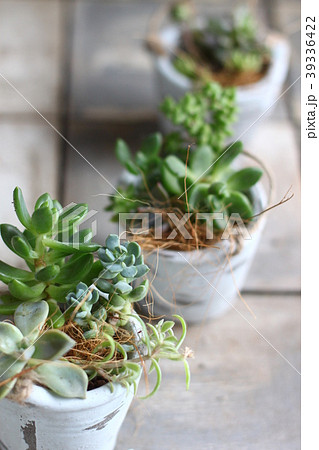 多肉 寄せ植え ベランダガーデン ナチュラル かわいい ジャンク 100均の写真素材