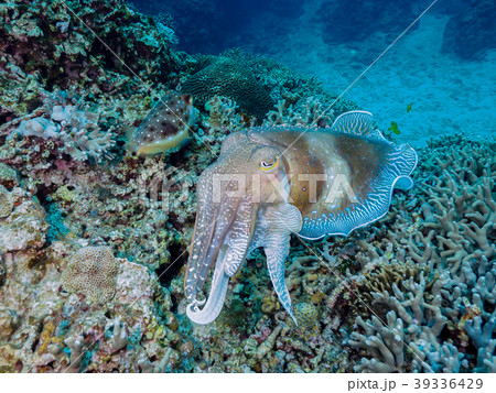 コブシメ コブシメ 39336429