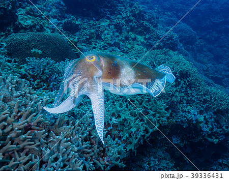 コブシメ 39336431