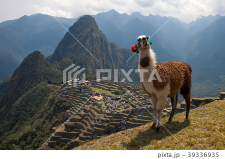 Machu Picchu landscape and lama 39336935