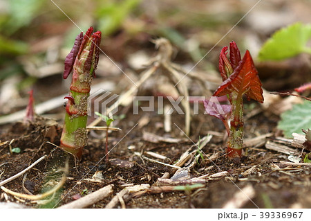 自然 植物 イタドリ スカンポ など別名多数 日本中で採れる身近な山菜ですの写真素材