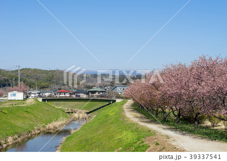 御殿川沿いの桜 御殿川沿いの桜 39337541