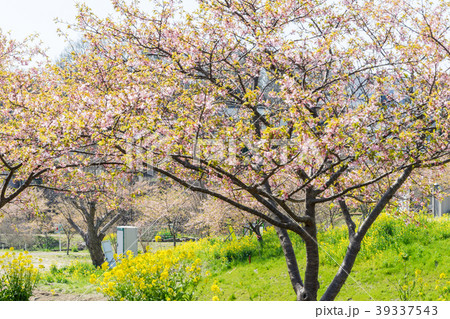 柿沢川沿いの菜の花と河津桜 39337543