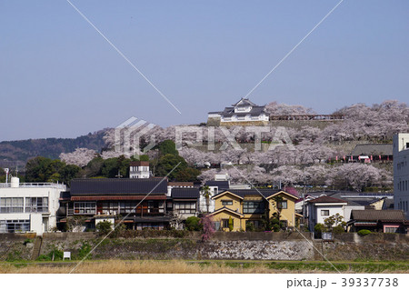 岡山県津山市にある桜の名所「鶴山公園(津山城趾)」 岡山県津山市にある桜の名所「鶴山公園(津山城趾)」 39337738