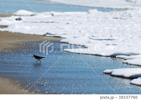 Piping plover avaoding the water Piping plover avaoding the water 39337760