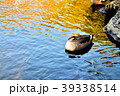 カルガモ 39338514