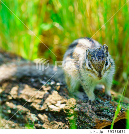 りす物語 39338631