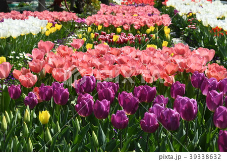 チューリップ チューリップ 39338632
