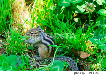 りす物語 39338638