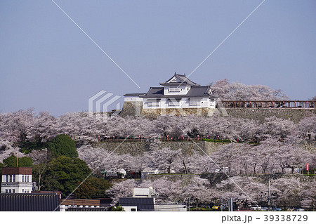 桜満開の津山鶴山公園 桜満開の津山鶴山公園 39338729