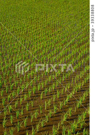 Background of the paddy rice in green farmland Background of the paddy rice in green farmland 39338808
