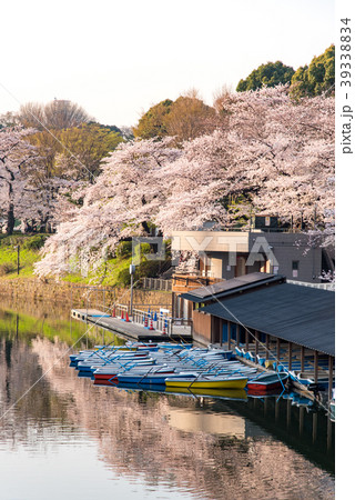 朝方・千鳥ヶ淵の桜 39338834