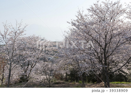 荒尾市 四ツ山神社の桜、 荒尾市 四ツ山神社の桜、 39338909