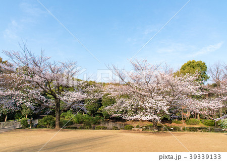 千鳥ヶ淵・北の丸公園からの桜 39339133