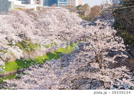 千鳥ヶ淵 北の丸公園からの桜の写真素材