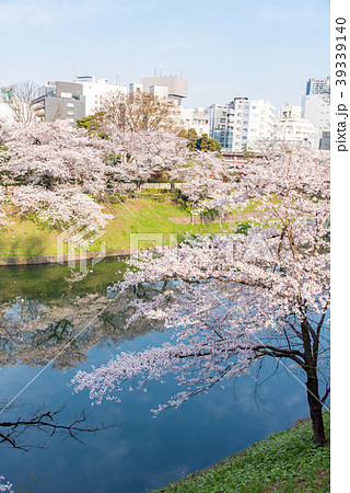 千鳥ヶ淵 北の丸公園からの桜の写真素材