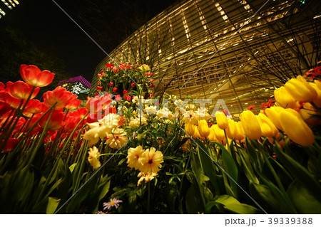 ナイトチューリップ 39339388