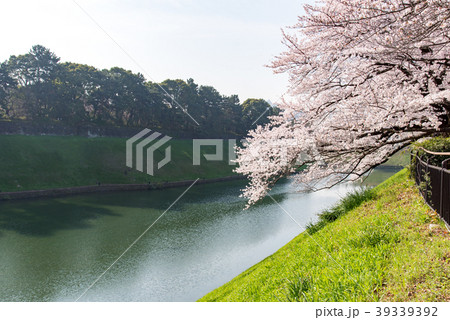 千鳥ヶ淵公園の桜 39339392