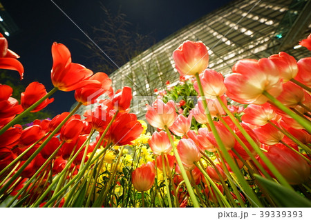 ナイトチューリップ 39339393