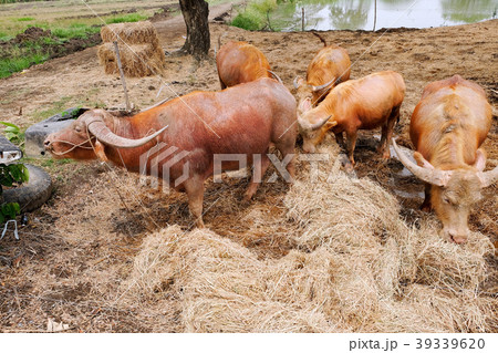 Buffalo 39339620