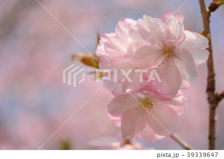 紅豊という品種の桜の花の接写 39339647