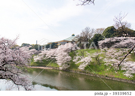 牛ケ淵の桜 日本武道館 の写真素材