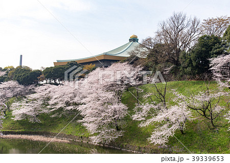 牛ケ淵の桜 日本武道館 の写真素材