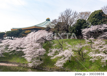 牛ケ淵の桜・日本武道館。 39339656