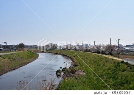 茅ヶ崎　小出川の桜 39339657