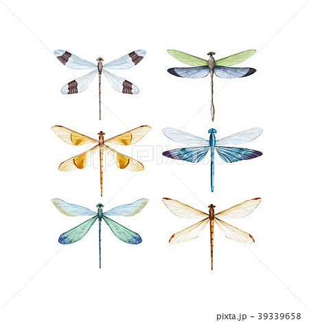 Watercolor Dragonfly Vector Setのイラスト素材