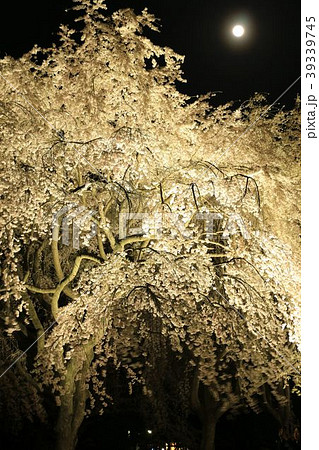 朧月 39339745