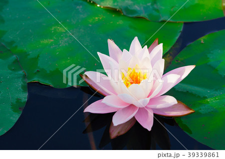 花物語 花物語 39339861
