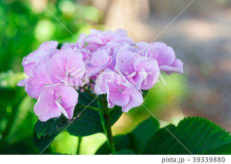 花物語 花物語 39339880