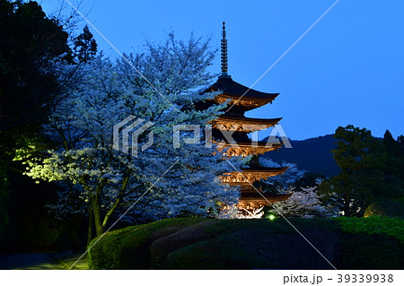 瑠璃光寺五重塔ライトアップ 39339938