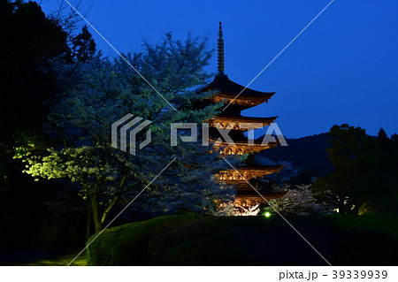 瑠璃光寺五重塔ライトアップ 39339939