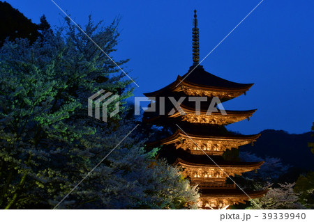 瑠璃光寺五重塔桜とライトアップの写真素材