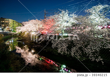 【神奈川県】夜桜 39340215