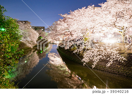 【神奈川県】夜桜 39340216