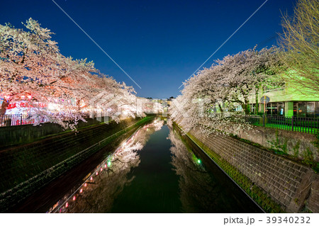 【神奈川県】夜桜 39340232